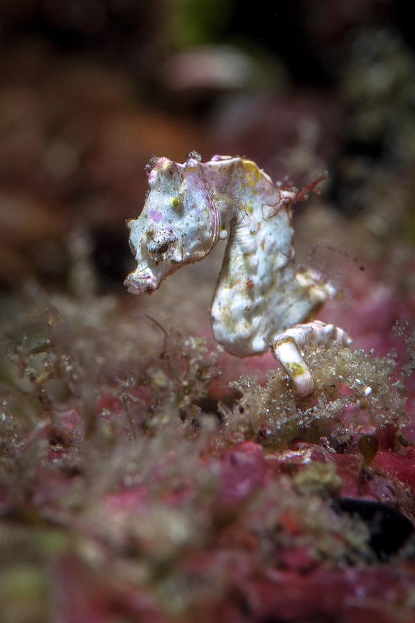 Pontohi Pygmy Seahorse Photograph by Ethan Daniels