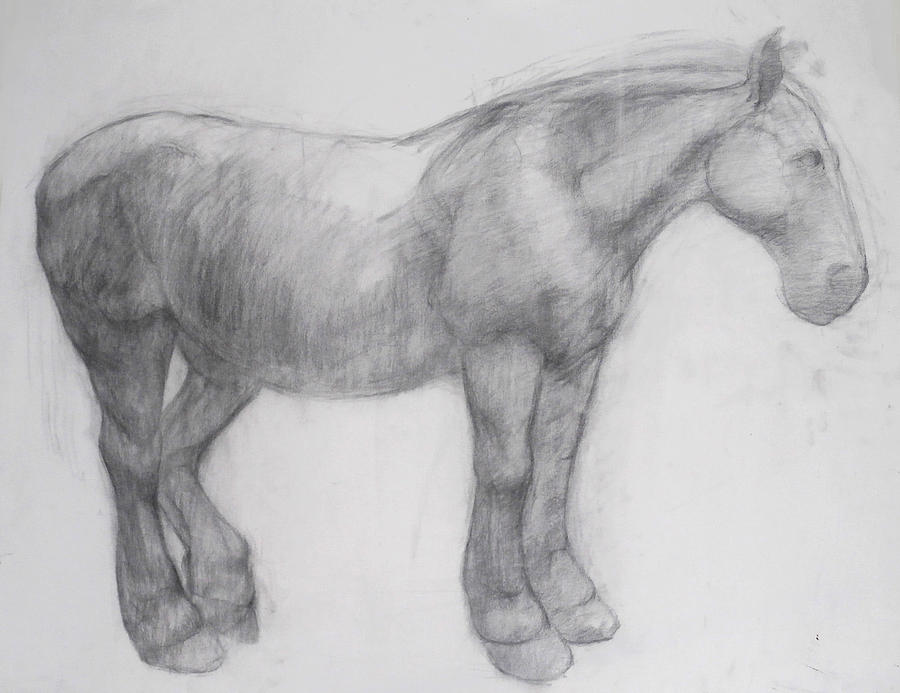 Black And White Drawing - Pony by Cynthia Harvey
