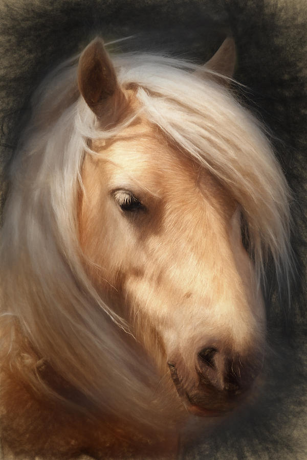 Pony Digital Art by Ian Merton
