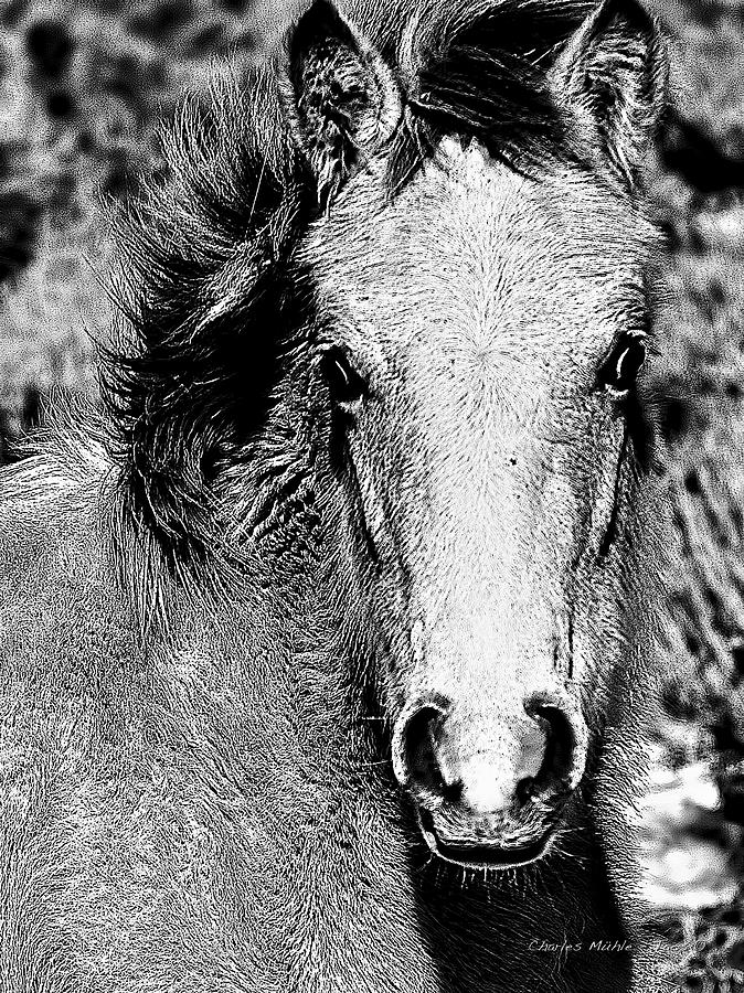 Pony in B and W Mixed Media by Charles Muhle