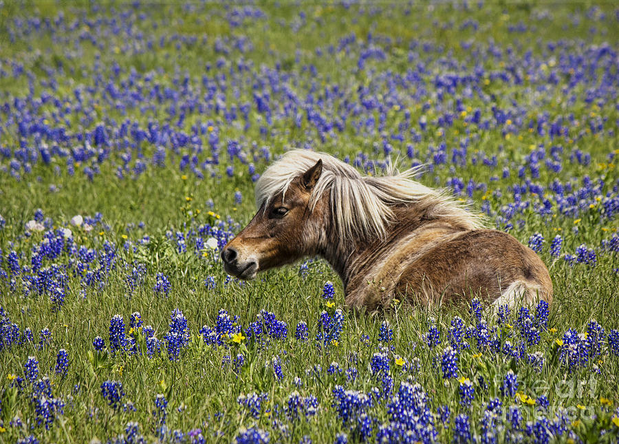 Flower Photograph - Pony in bluebonnets by Elena Nosyreva