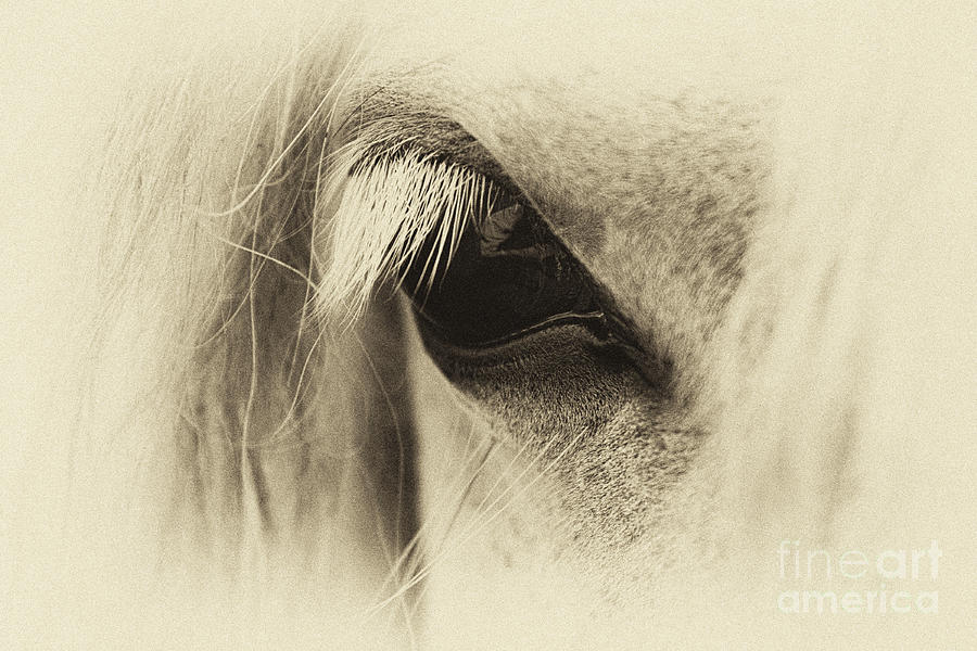 Horse Photograph - Pony in Sepia  by Tim Gainey