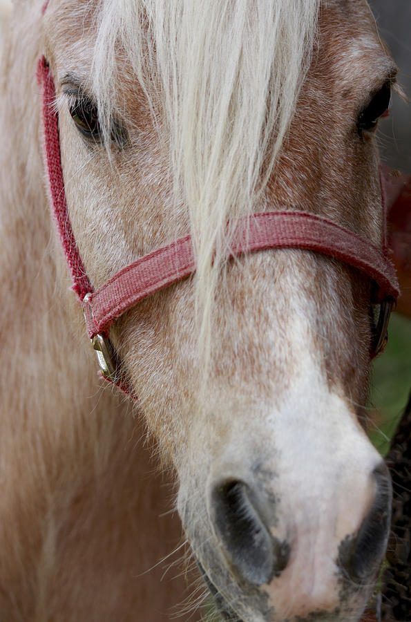 Pony Photograph by Ivete Basso Photography