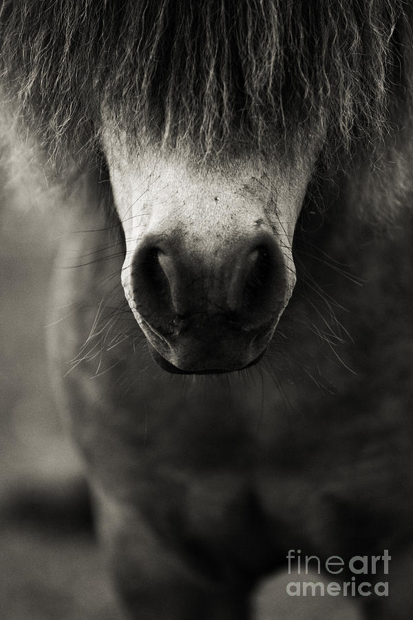 Pony Nose Photograph by Stephanie Moon