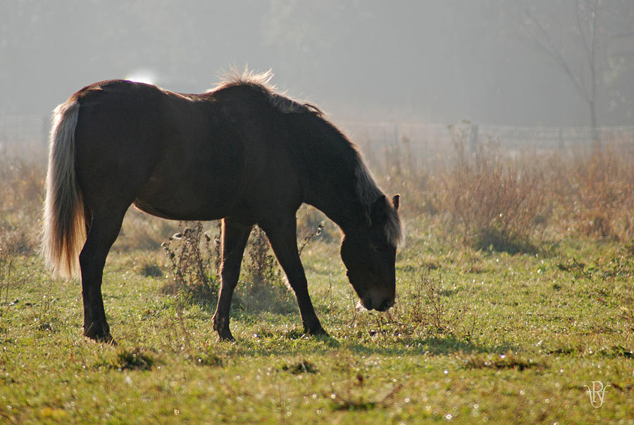 Pony On A Misty Morning by Renee Forth-Fukumoto Pony On A Misty Morning by Renee Forth-Fukumoto