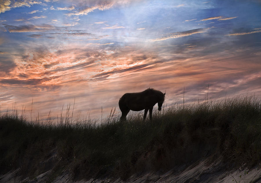 Horse Photograph - Pony on the Dunes by Betsy Knapp