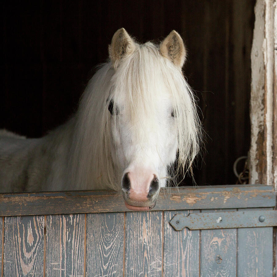 Pony Photograph by Peter Chadwick Lrps