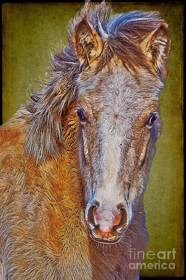 Pony Portrait  Photograph by Charles Muhle