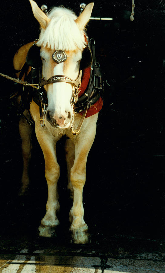 Pony Ready Photograph by Jean Wolfrum