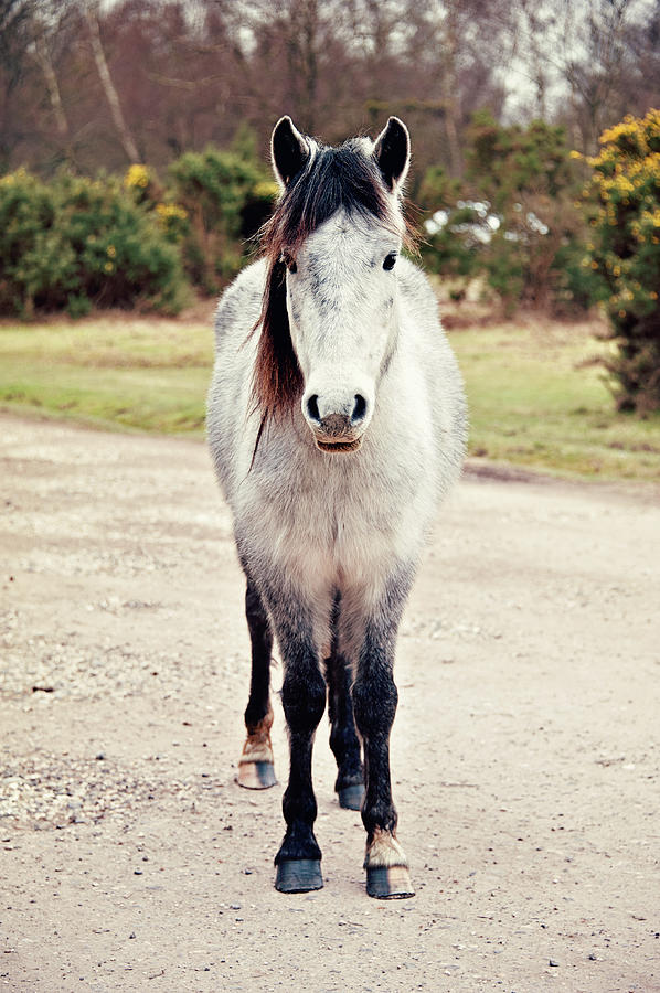 Pony Photograph by Sharon Vos-arnold