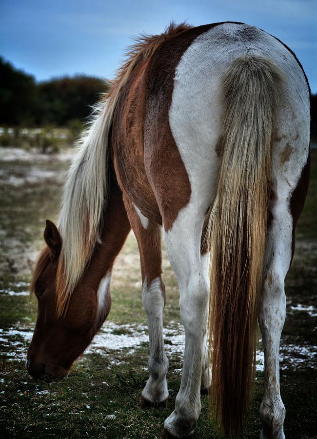 Horse Photograph - Pony Tail by Robert McCubbin