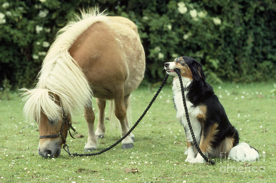 Mammal Photograph - Pony With Lead Rope Held By Sitting Dog by John Daniels