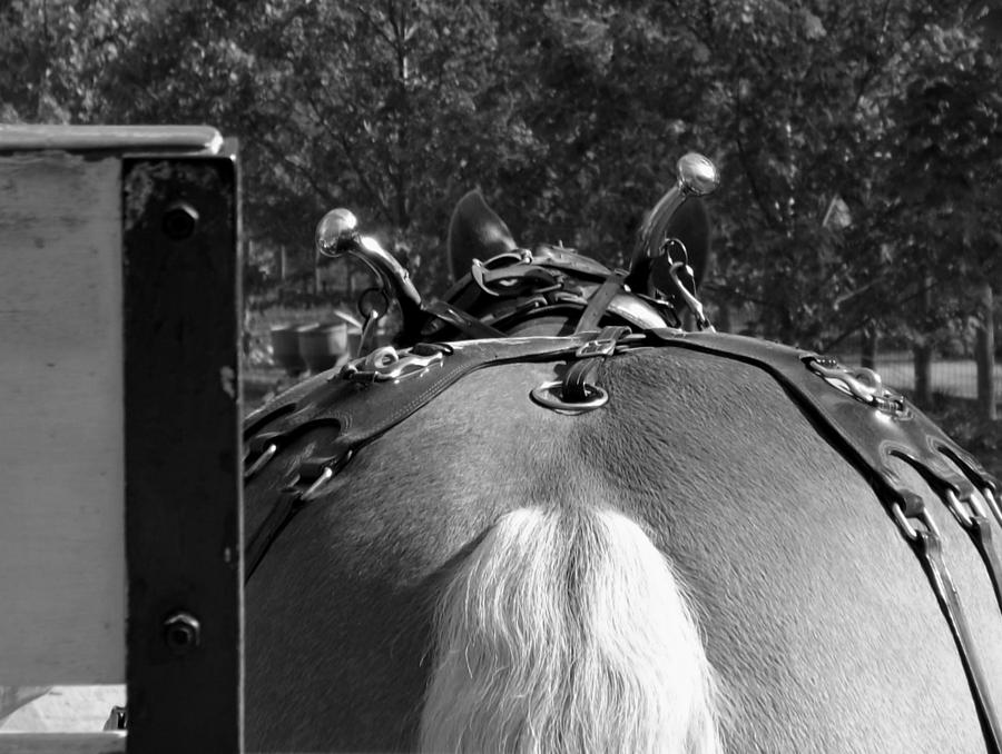 Ponytail bw Photograph by Elizabeth Sullivan
