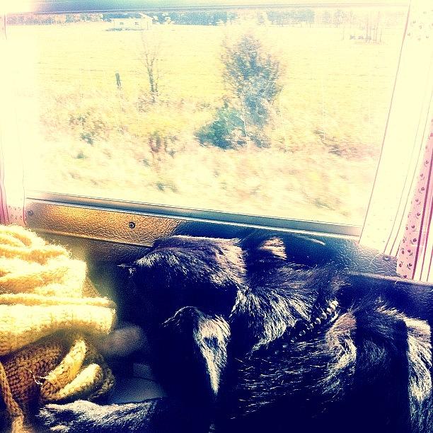 Pooch Photograph - #pooch Is #napping In The #windowsill by Oh Snap