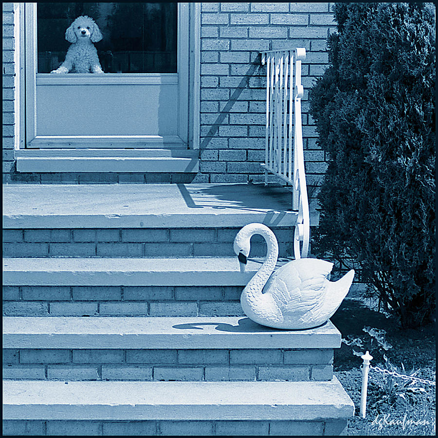 Poodle and Swan Photograph by Dolores Kaufman