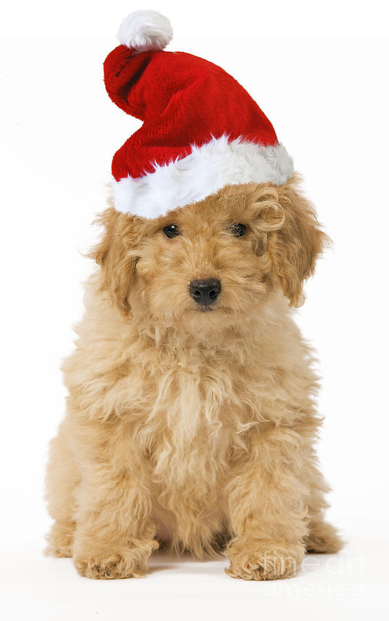 Poodle In Christmas Hat Photograph by Jean-Michel Labat