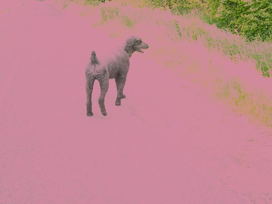 Poodle in Pink Painting by Susan Voidets
