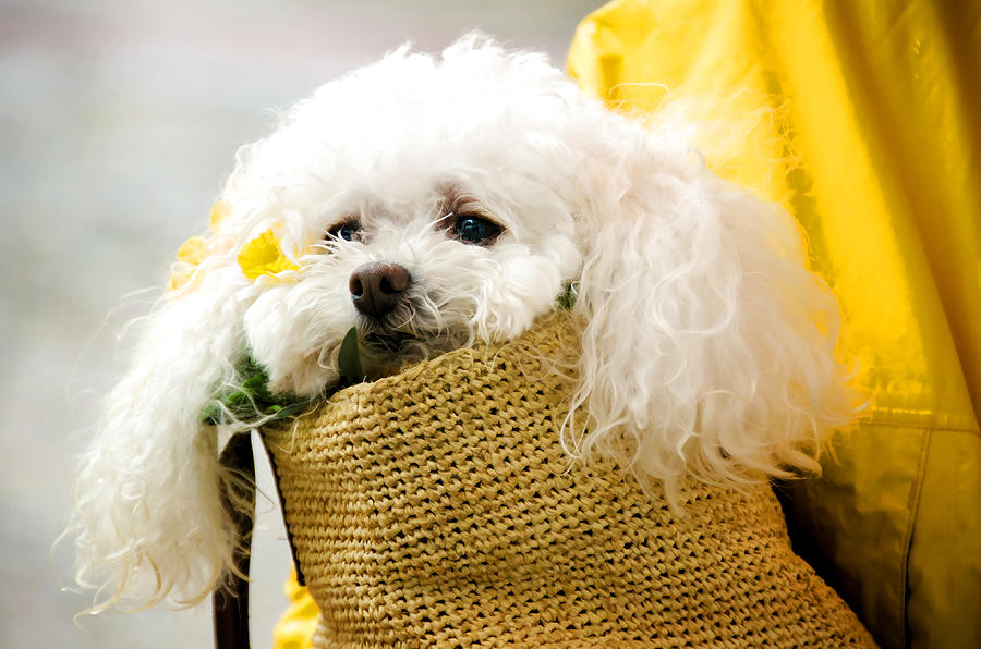 Poodle in Pouch Photograph by Donna Doherty