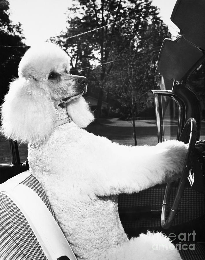 Poodle In The Drivers Seat Photograph by M E Browning