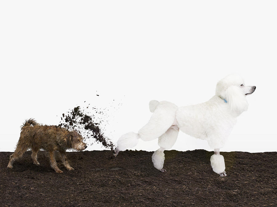 Poodle kicking dirt in Mutts face Photograph by Catherine Ledner
