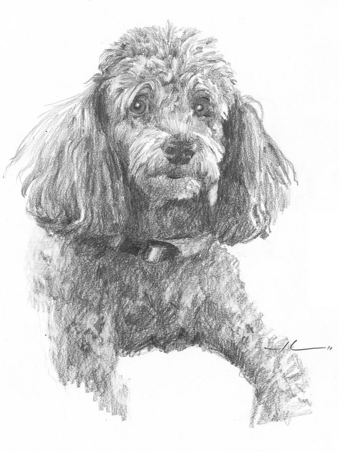 Poodle Pencil Portrait Drawing by Mike Theuer