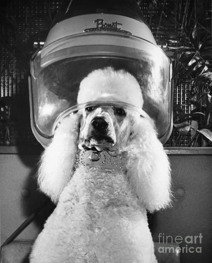 Black And White Photograph - Poodle Perm by ME Browning