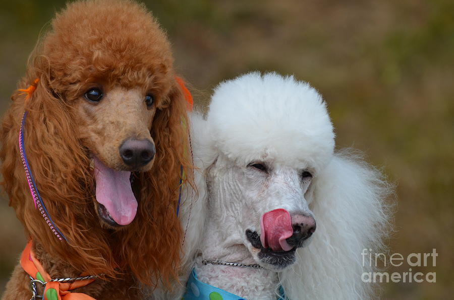 Poodle Puppy Love Photograph by DejaVu Designs - Fine Art America