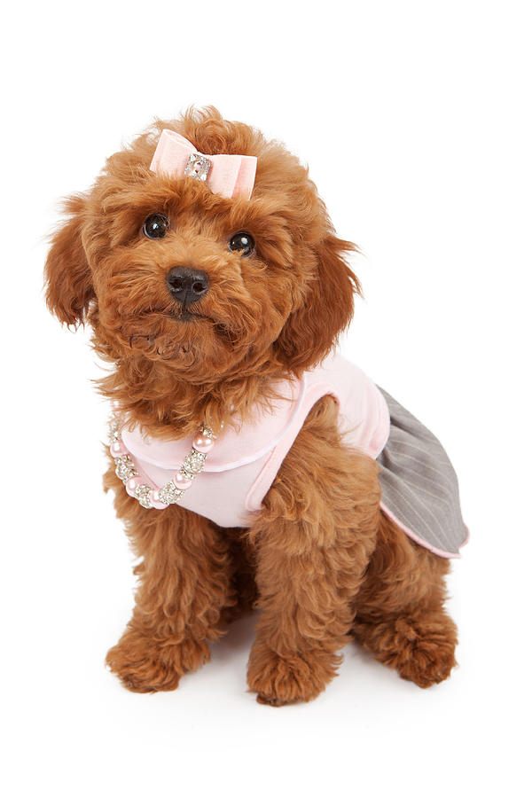 Easter Photograph - Poodle Puppy Wearing Pink Outfit by Good Focused