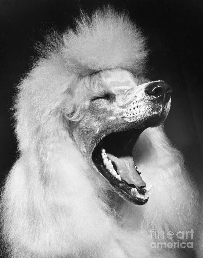 Poodle Yawning Photograph by M E Browning