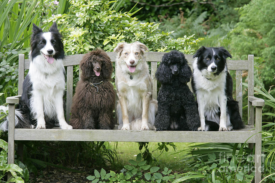 Poodles And Other Dogs On A Bench Photograph by John Daniels