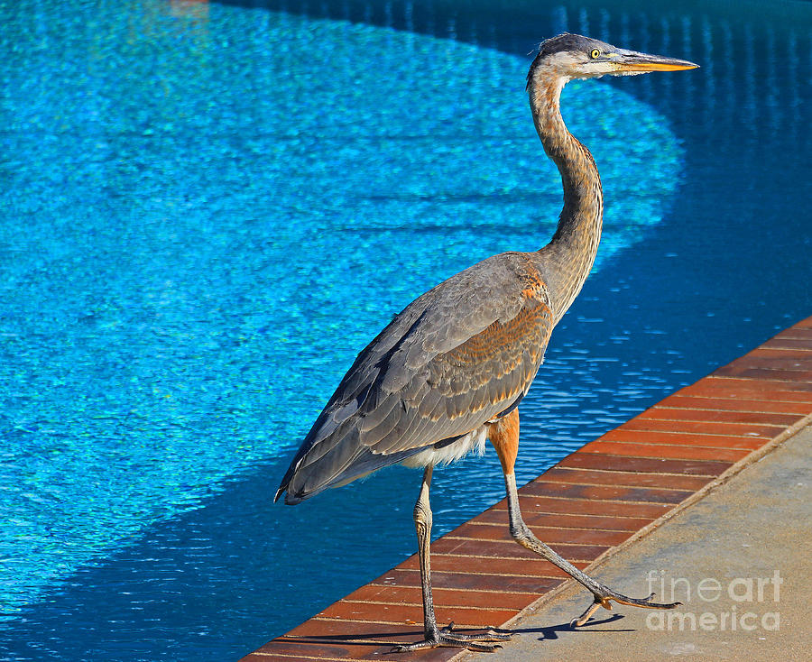 Heron Photograph - Pool Party by Kris Hiemstra