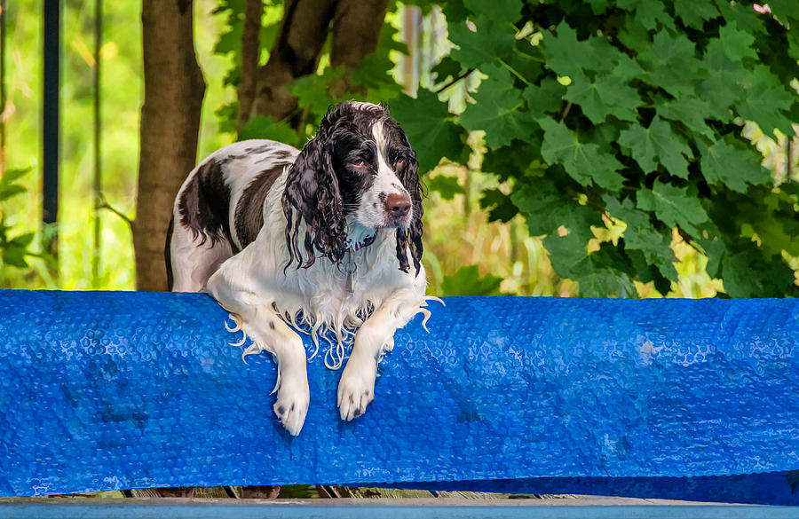 Dog Photograph - Poolside Lounging by Steve Harrington