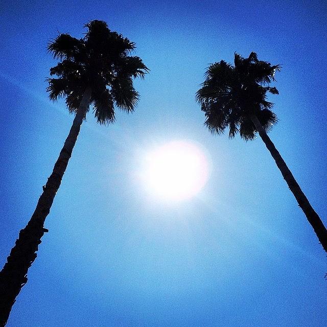 Poolside Perfection.🌴☀️🌴 Photograph by Samantha Ouellette