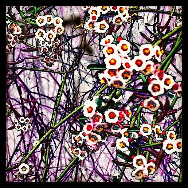Flower Photograph - Pop Art Posies by Michele Beere