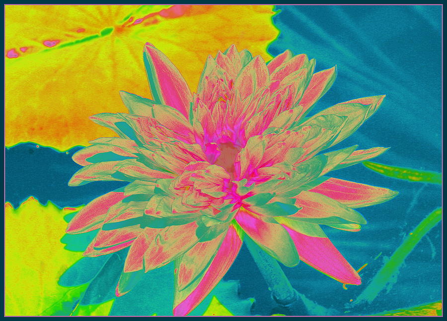 Water Lily Pop Art  Photograph by Dora Sofia Caputo