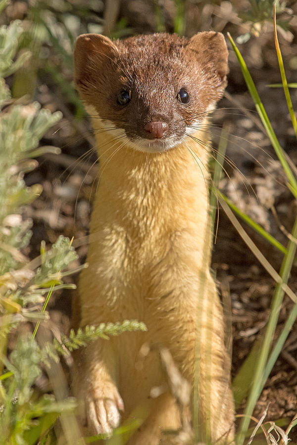 Pop Goes the Weasel Photograph by Sandy Sisti