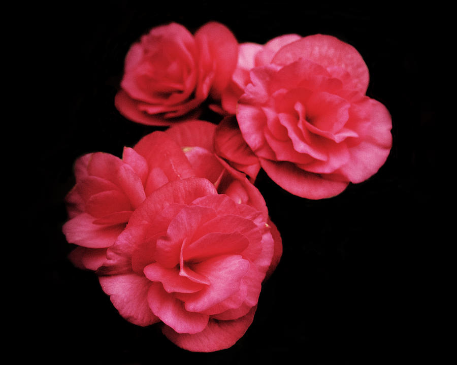 Flower Photograph - Pop of Pink by Michael Porchik