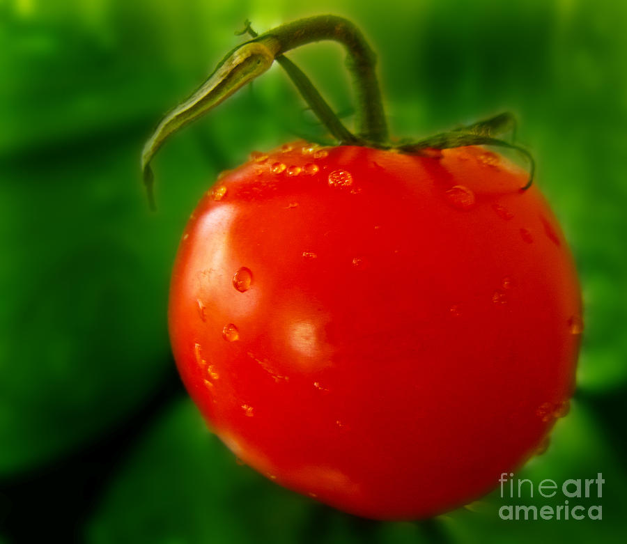 Pop Red And Green Photograph by Arlene Carmel