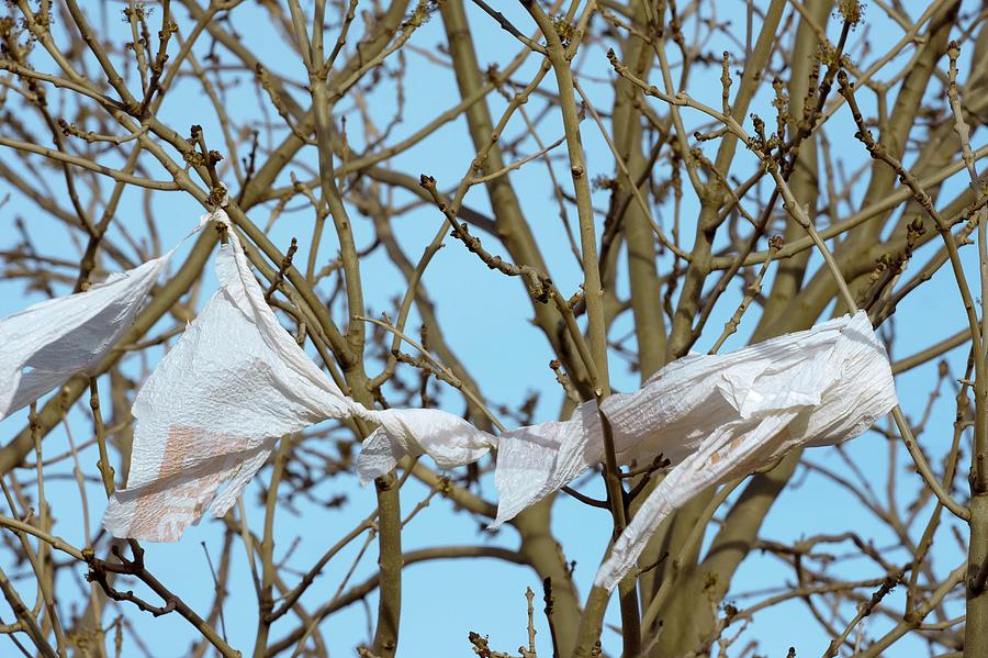 Poplar And Plastic Bag Photograph by David Woodfall Images/science Photo Library