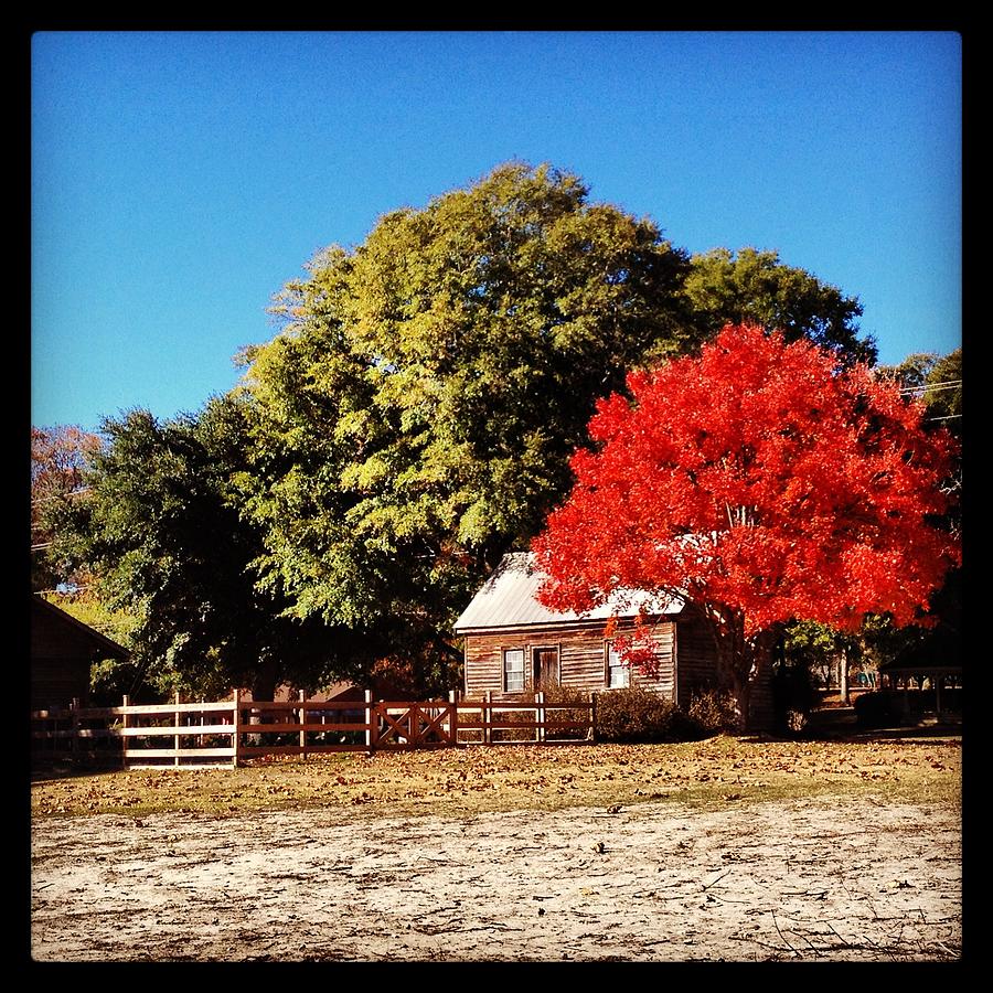 are dogs allowed at poplar grove plantation