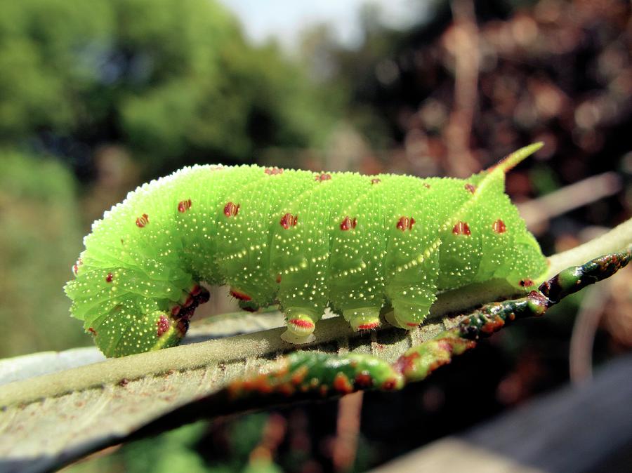 Spring Photograph - Poplar Hawk-moth Caterpillar by Cordelia Molloy/science Photo Library