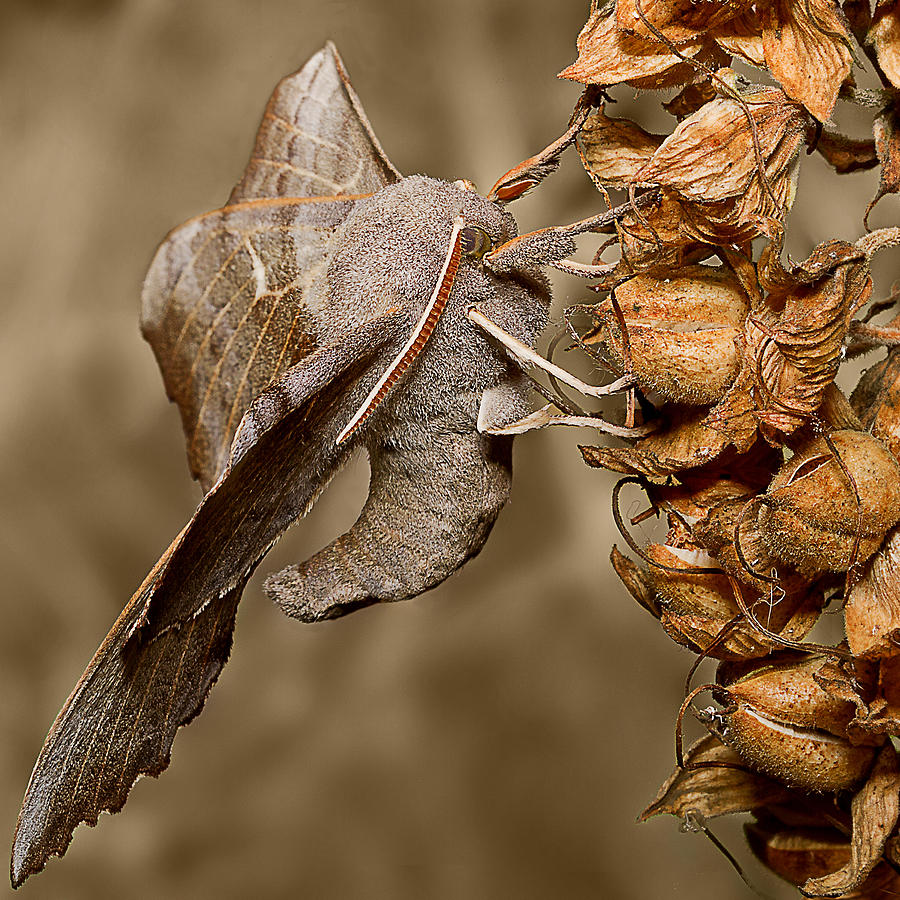 Animal Photograph - Poplar Hawk moth by Mr Bennett Kent