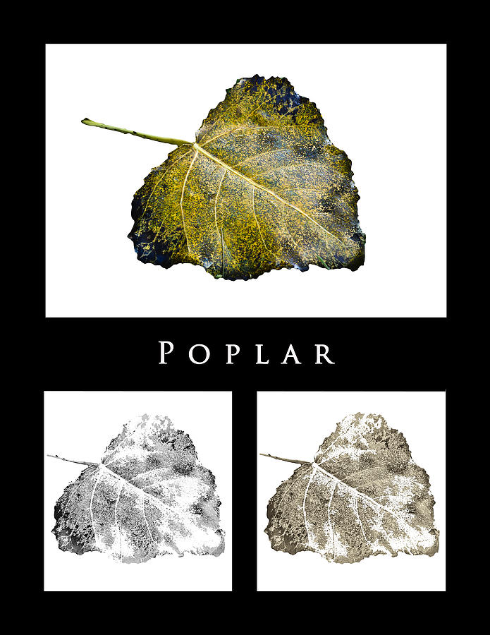 Black And White Photograph - Poplar Leaf 3x by Greg Jackson