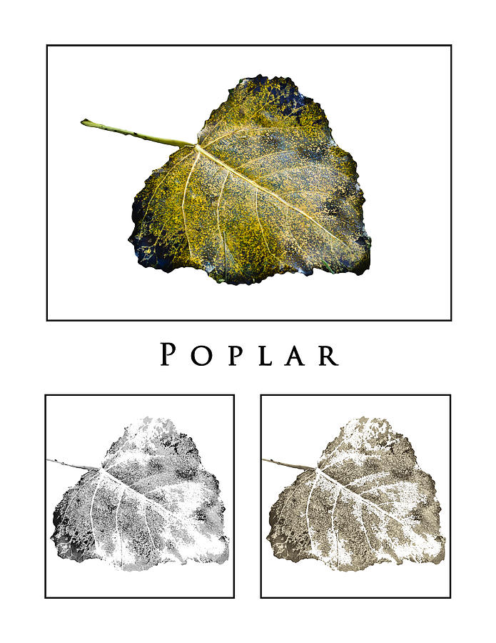 Poplar Leaf 3x White Photograph by Greg Jackson