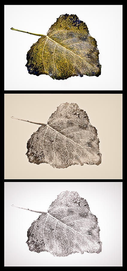 Nature Photograph - Poplar Leaf 3xT vertical-blkborder by Greg Jackson