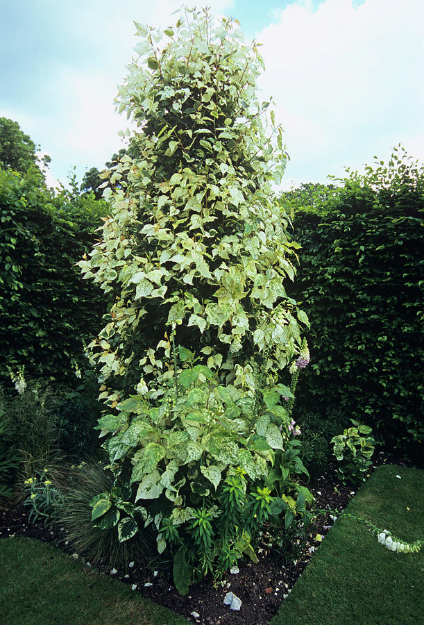 Poplar Tree (populus X Jackii 'aurora') Photograph by Adrian Thomas ...