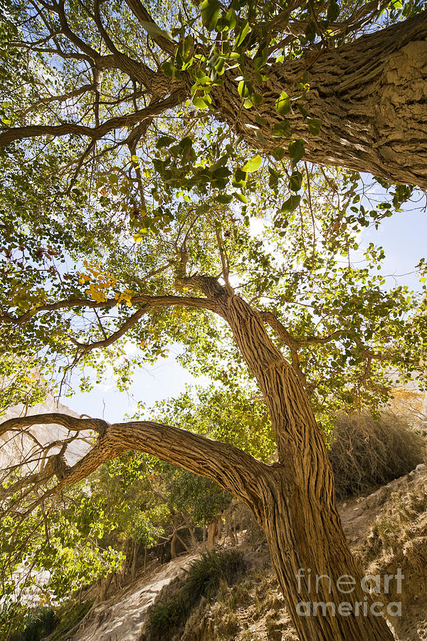 Poplar Trees At A Desert Oasis  Photograph by Eyal Bartov