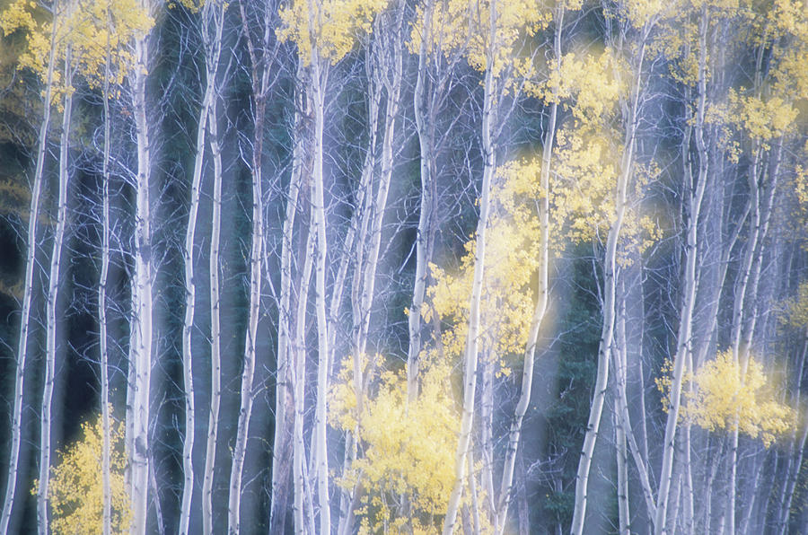 Fall Photograph - Poplar Trees In Autumn, Grey Creek by Kari Medig