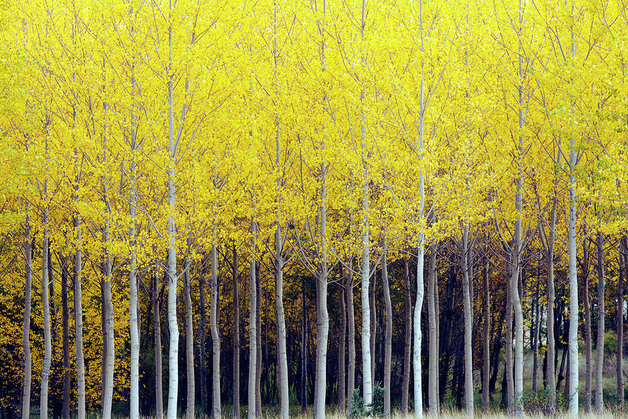 Poplar Trees Photograph by Oliver Strewe