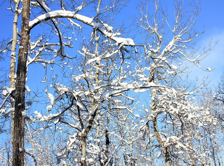 Poplar Woods in Winter Photograph by Jim Sauchyn